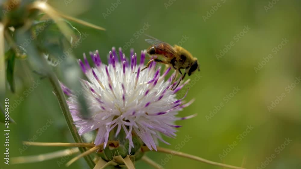 slow motion shot of Beautiful honey bee sitting on purple flower in a garden slow motion shot of Beautiful honey bee sitting on purple flower in a garden