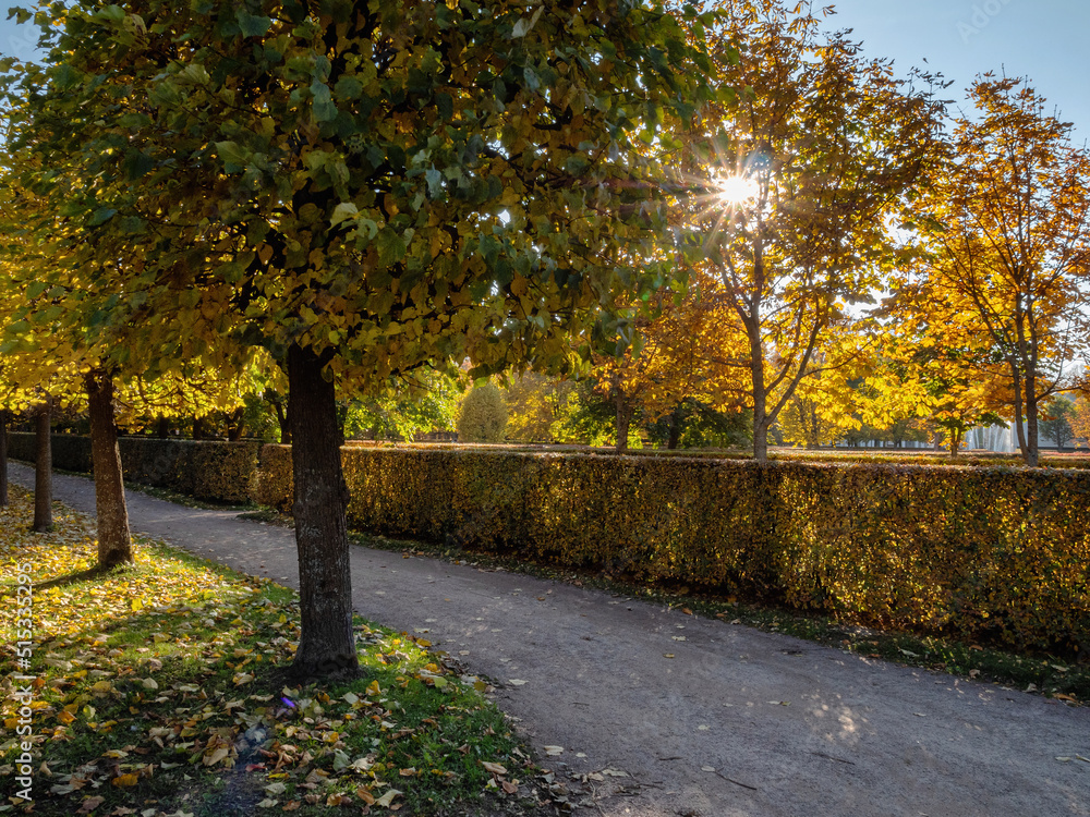 Fototapeta premium Peterhof in autumn, oaks and maples on the alleys of the Nizhniy Park.