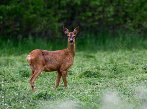 Deer standing on a green field.