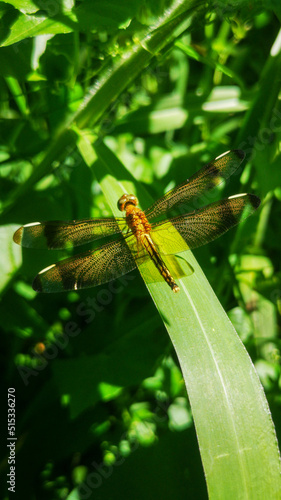dragonfly resting on a leaf