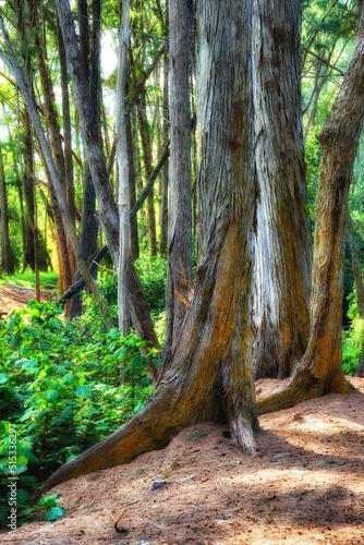 Beautiful trees of Oahu in Hawaii on a sunny summer day. Tree bark outdoors in nature during the day. Tropical rainforest with moist and ecological life. Jungle in the Hawaiian landscape