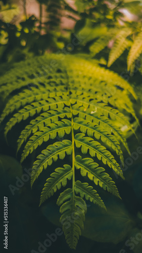 fern leaf in the forest