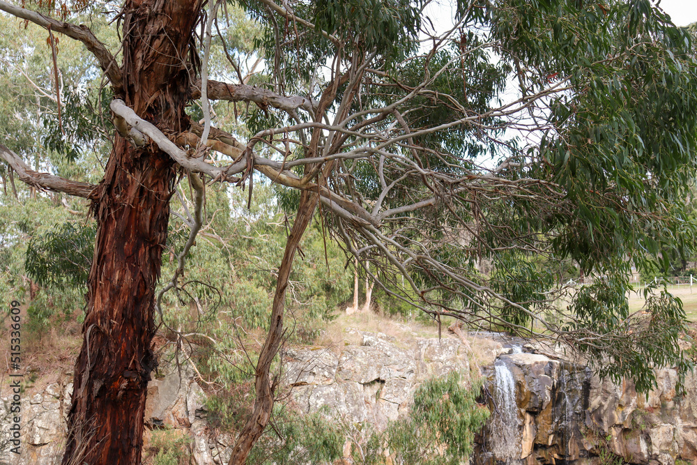 eucalyptus tree in bushland at Sailors Falls