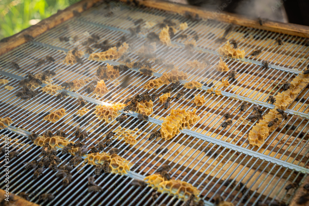 Obraz premium Closeup of Bees and Queen on a Beehive with visible Frames and Beeswax