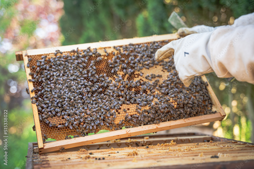Closeup of Beekeeper inspecting his Beehive and pointing at Bees and honeycombs Closeup of Beekeeper inspecting his Beehive and pointing at Bees and honeycombs