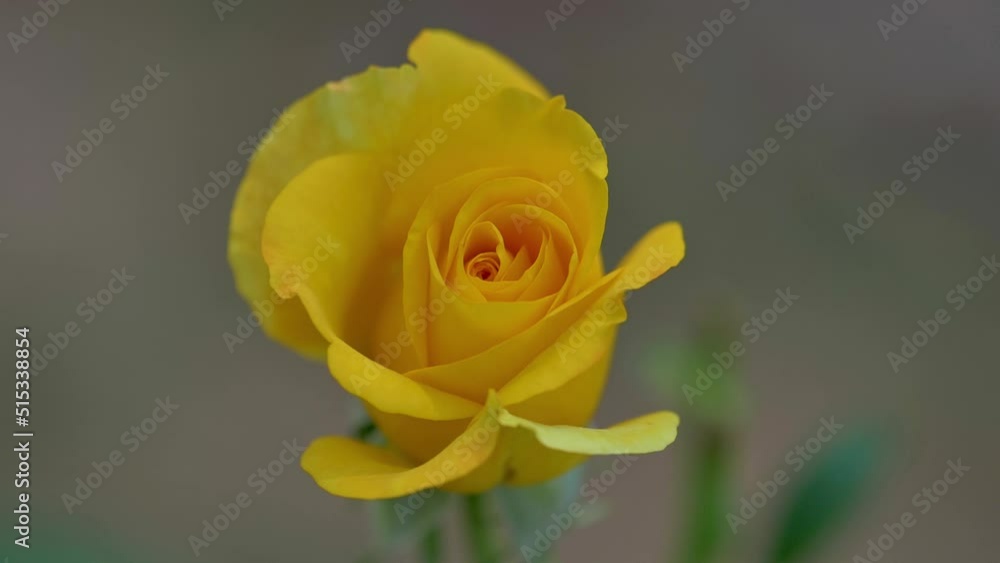 slow motion shot of Beautiful yellow rose flowers in a garden. slow motion shot of Beautiful yellow rose flowers in a garden.