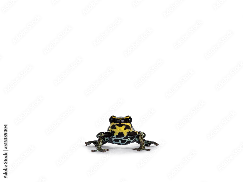 Tiny ranitomeya ventrimaculata aka reticulated poison frog sitting facing front. Isolated on a white background. Tiny ranitomeya ventrimaculata aka reticulated poison frog sitting facing front. Isolated on a white background.