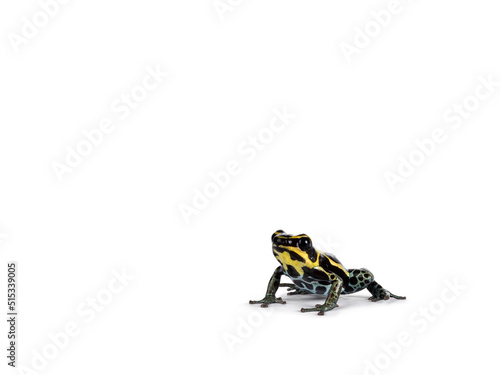 Tiny ranitomeya ventrimaculata aka reticulated poison frog sitting side ways. Isolated on a white background.