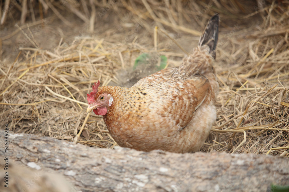 The brown chicken is rolling on the ground The brown chicken is rolling on the ground