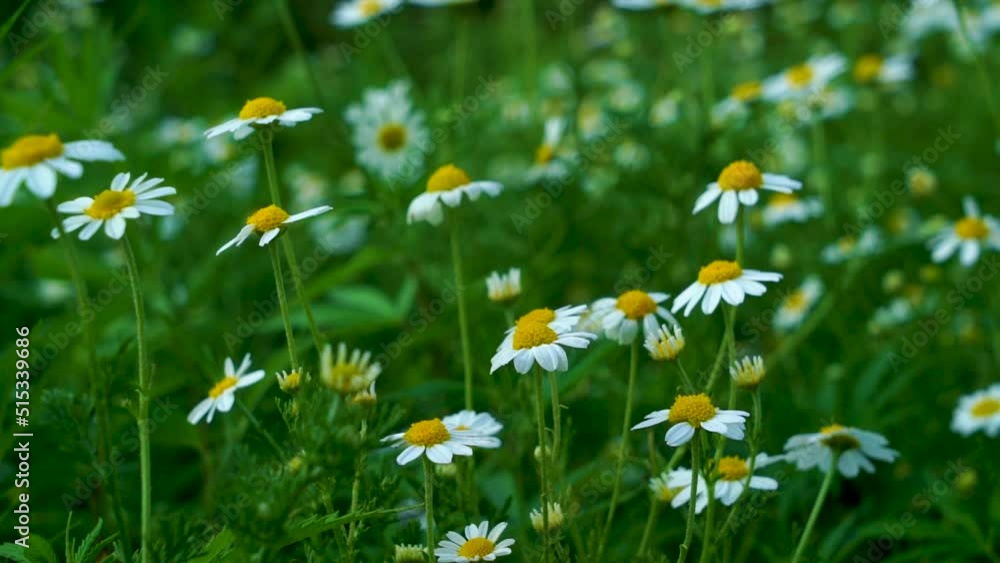 Slow motion shot of beautiful flowers with lush green mountains in hilly area of Pakistan Slow motion shot of beautiful flowers with lush green mountains in hilly area of Pakistan