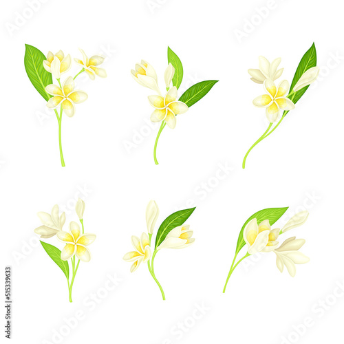 Set of blooming twigs of white jasmine vector illustration © Happypictures