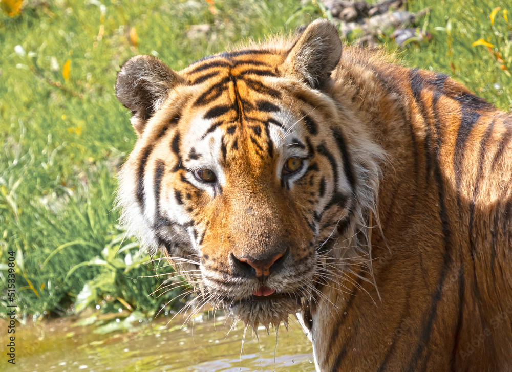 Fototapeta premium Amour tiger in the water, cooling down or playing