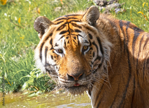 Amour tiger in the water  cooling down or playing