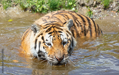 Amour tiger in the water  cooling down or playing