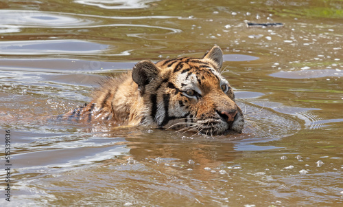 Photography Amour tiger in the water, cooling down or playing