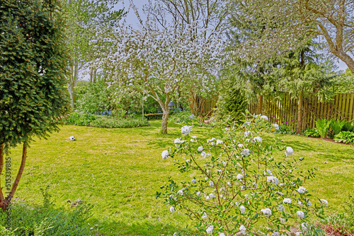 Fototapeta Naklejka Na Ścianę i Meble -  Lush green garden grass with white rose bushes, cherry blossom trees, shrubs and plants. Playing soccer or football with a ball on the lawn in summer in secluded and private landscaped home backyard