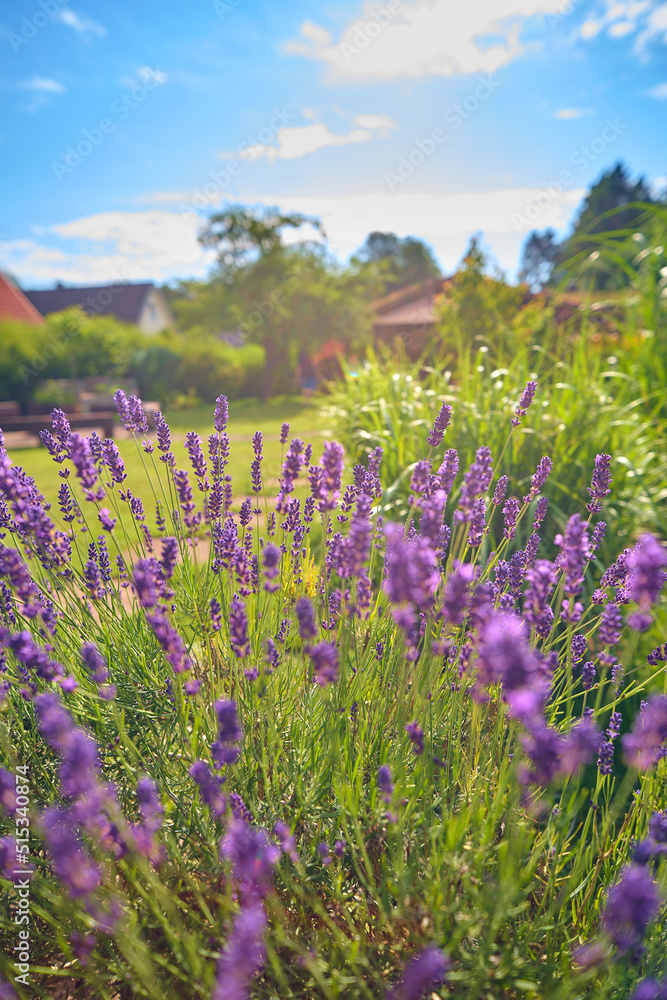 Obraz premium Beautiful Lavender field in garden. High quality photo