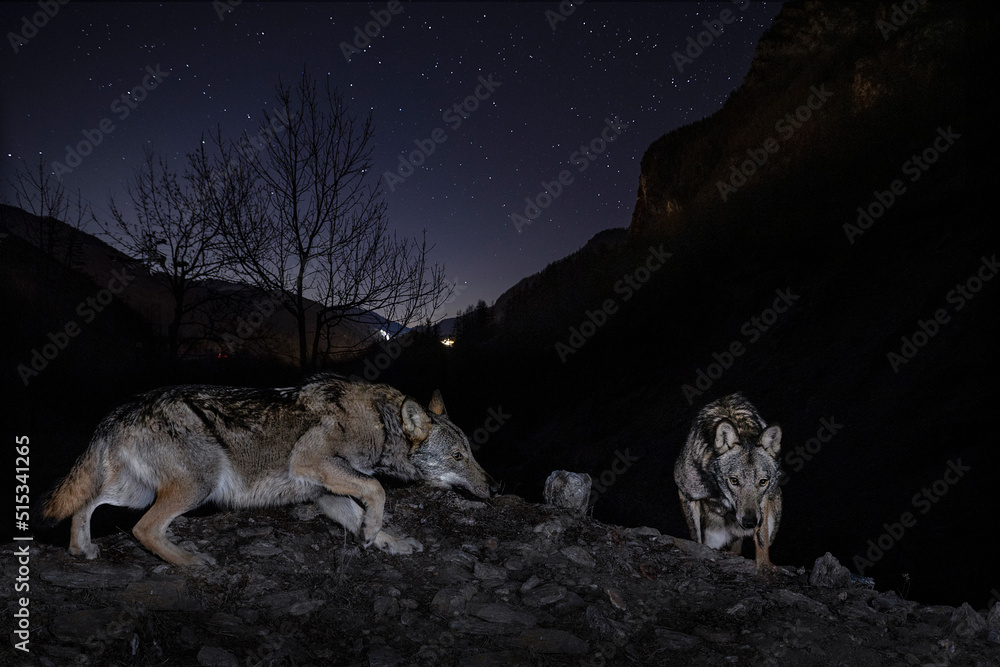 Naklejka premium Italian wolf