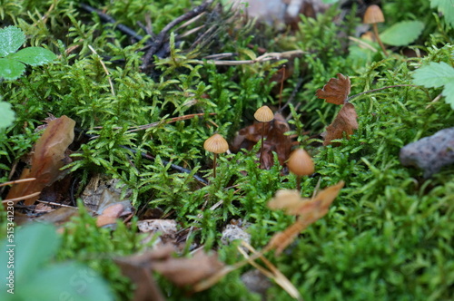 moss on the grass