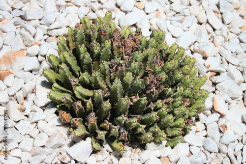 Resin spurge, or Euphorbia resinifera plant in a garden photo