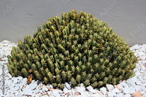 Resin spurge, or Euphorbia resinifera plant in a garden photo