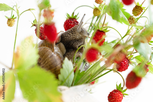 snail creeping on wild strawberry twigs with red ripe berries