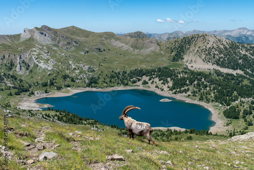 Bouquetin mâle devant le lac d'Allos dans le Parc National du Mercantour photo