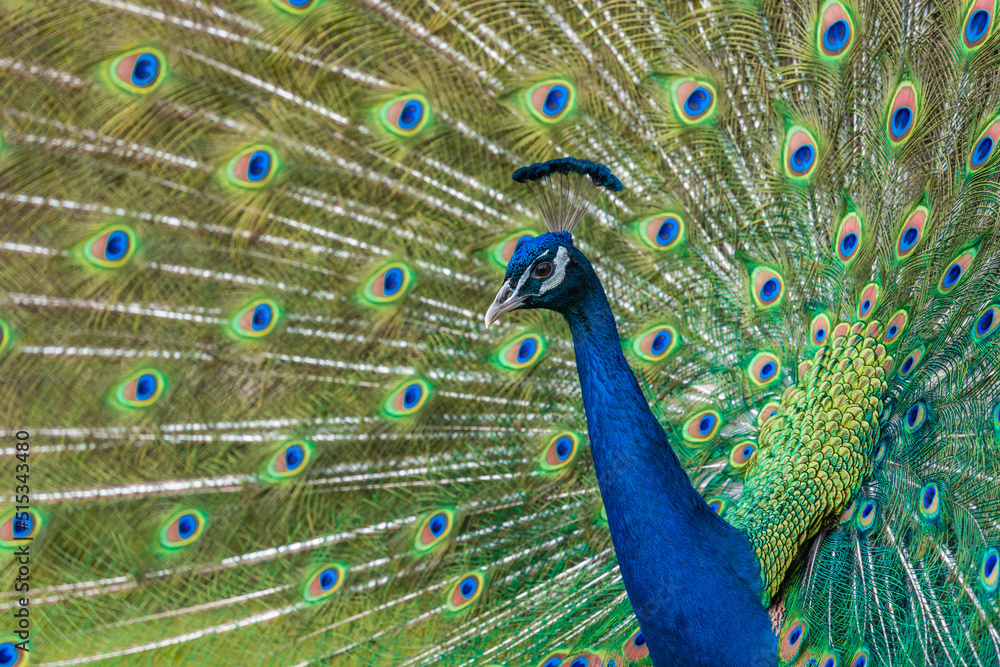Obraz premium Shot of the peacock with its beautiful feathers showing to everyone in the zoopark