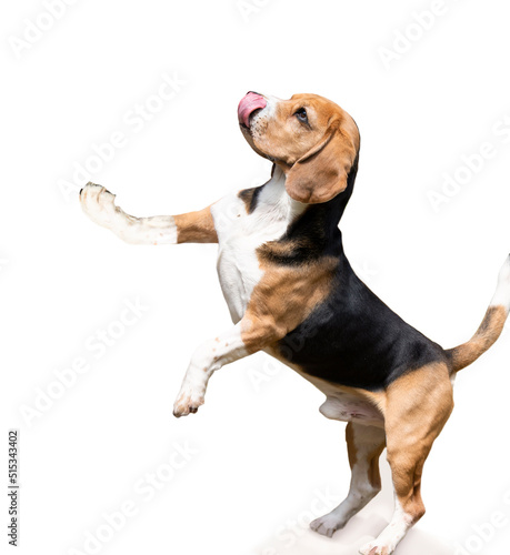 funny hungry beagle dog with his tongue hanging out stands on a white background