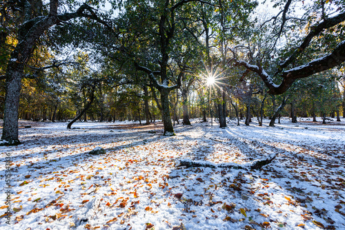 Sun rays, snow, shadows and trees in Ifrane city in Morocco photo