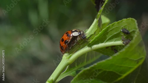 Harlequin ladybird (Harmonia axyridis) adult eating aphid. Invasive Predatory Beetle in Family Coccinellidae - Macro photo