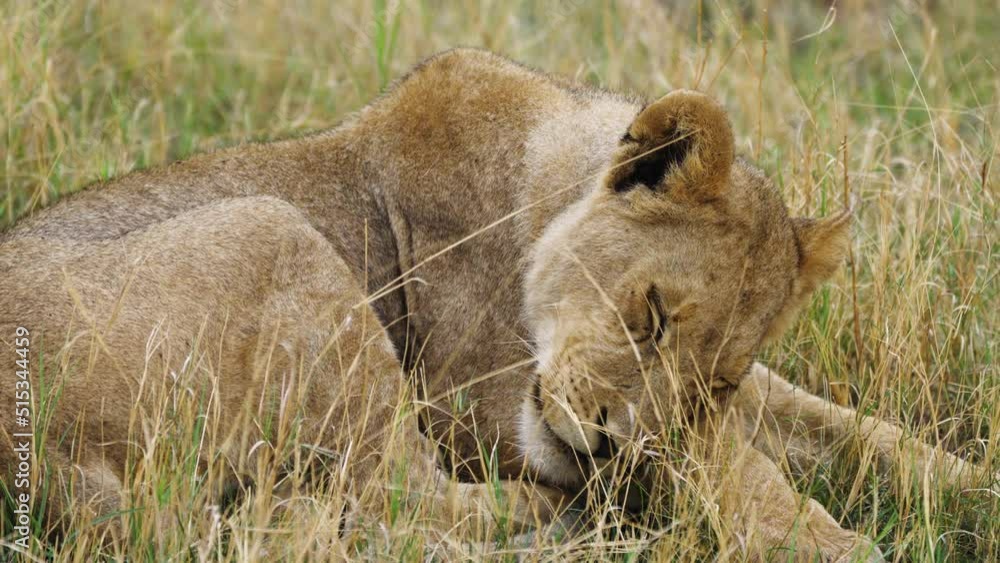 African Female Lion Lying Curling On Grass Resting In Moremi Game Reserve, Botswana. - Closeup African Female Lion Lying Curling On Grass Resting In Moremi Game Reserve, Botswana. - Closeup