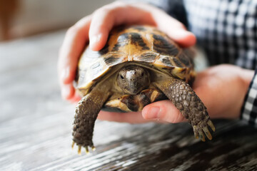 Kid teenager with turtle in his hands, concept pets, pets