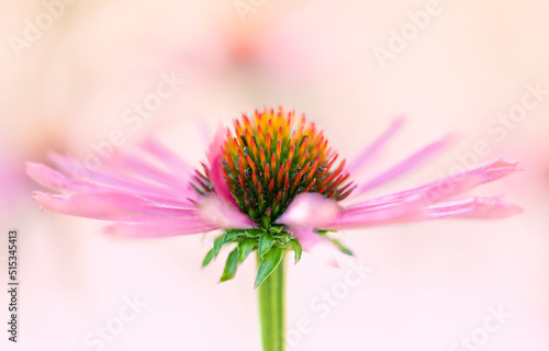 Pink Echinacea Flower With Great Bokeh
