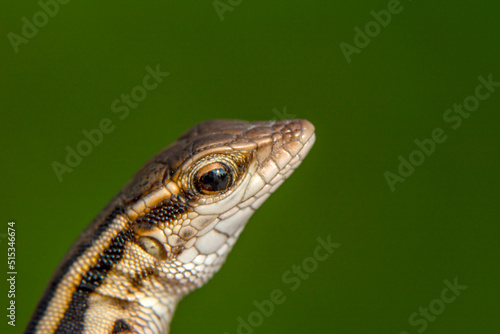 Closeup  Beautiful lizard in the garden