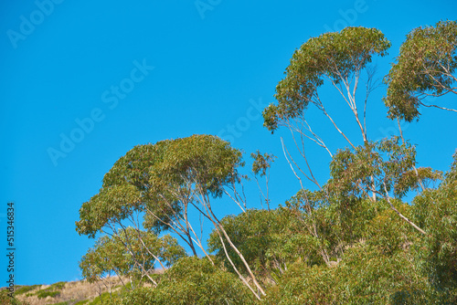 Trees growing on an uphill mountain. Remote organic mountain nature reserve on Table mountain in Cape Town on a sunny summer day. Tall green trees grow against a clear blue sky in South Africa.