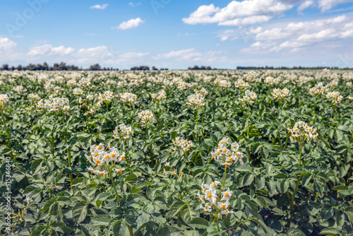 An immeasurably large field with flowering potato plants. The photo was taken in the Dutch province of North Brabant on a sunny day at the beginning of the summer season.