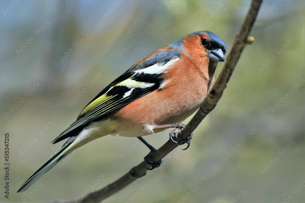 Fototapeta premium Pinson des arbres (Fringilla coelebs), Neuchâtel, Suisse.