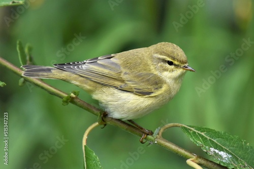  Pouillot fitis (Phylloscopus trochilus), Neuchâtel, Suisse. photo