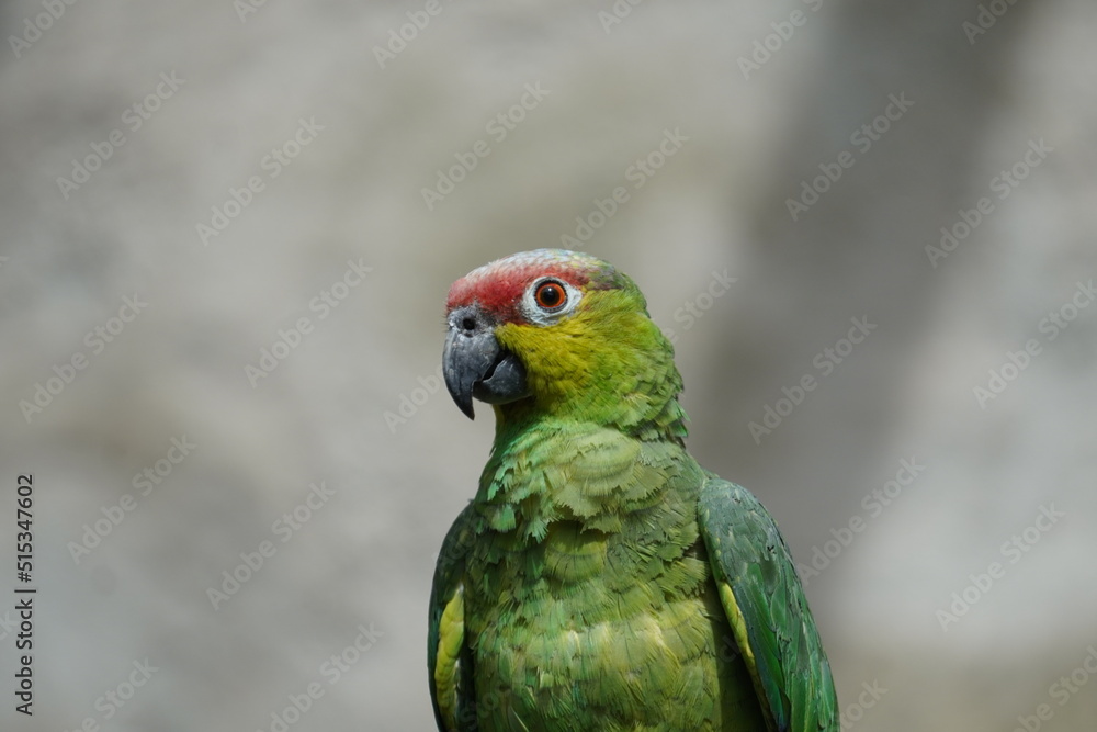 Obraz premium Lilacine amazon