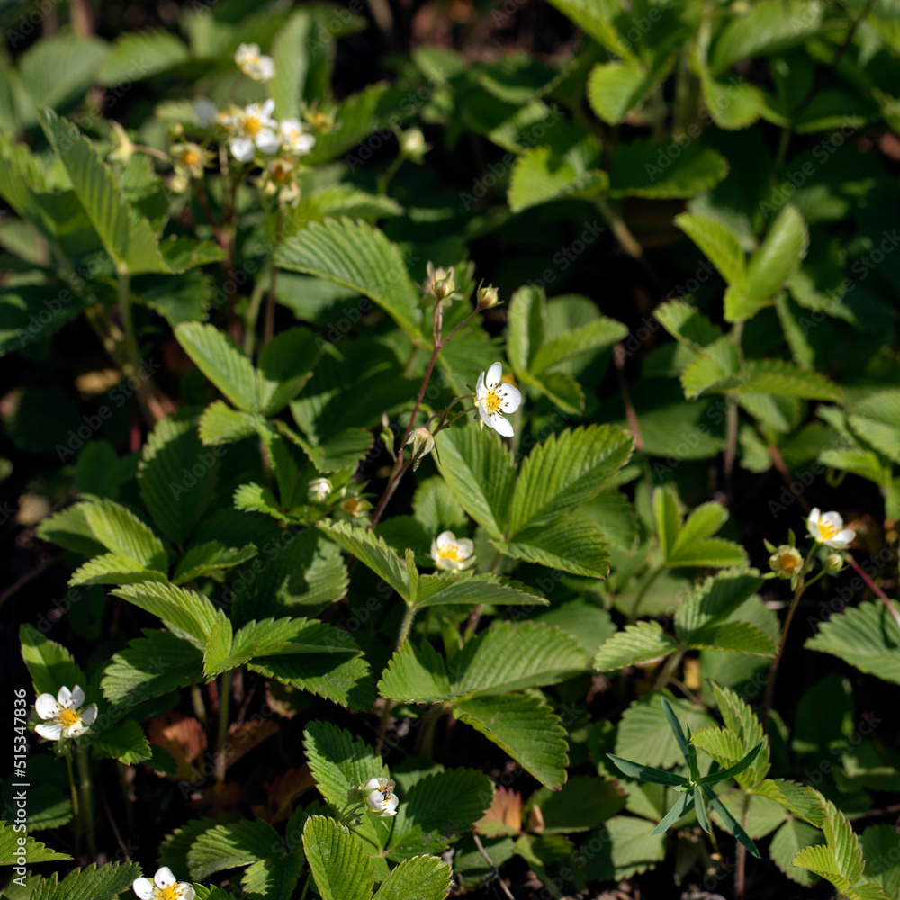 Spring blooming white strawberrie flower. Summer strawberry plant blooms in garden Spring blooming white strawberrie flower. Summer strawberry plant blooms in garden