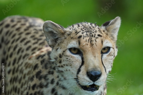 Canvas-taulu Cheetah