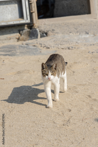 歩く猫　キジトラ白