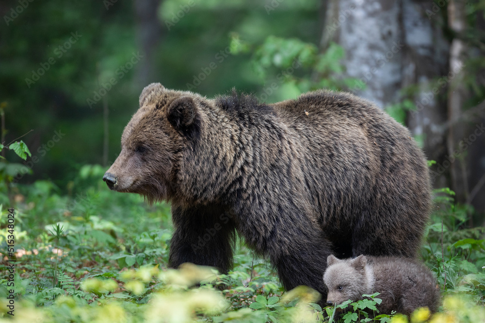 Slovenian bear