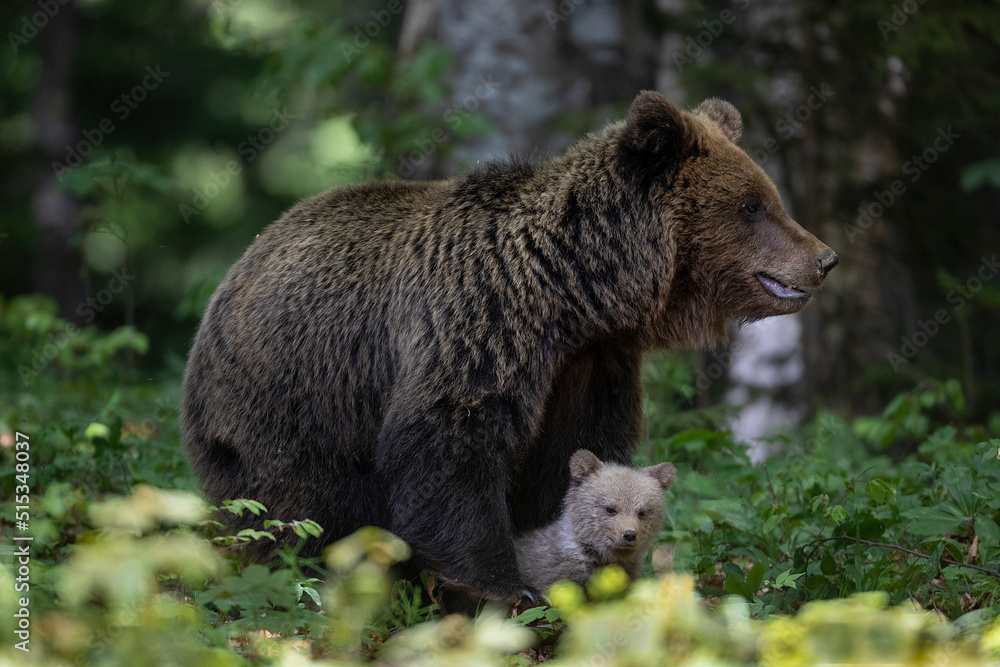 Slovenian bear Slovenian bear