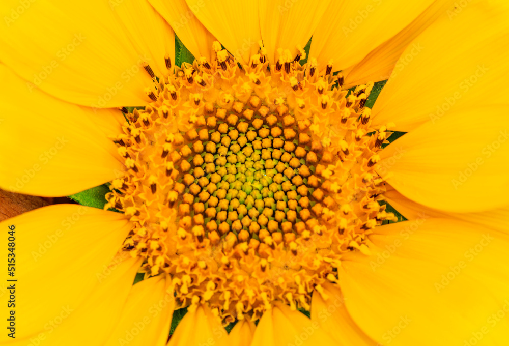 Sunflower and butterfly in sunny day Sunflower and butterfly in sunny day