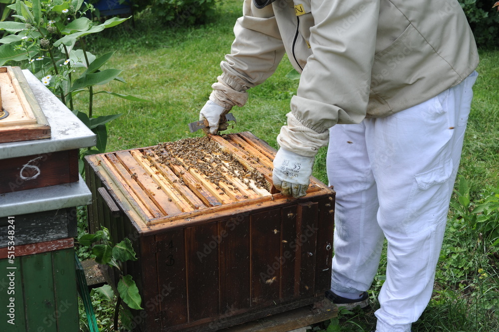 Beekeeper or apiarist at the beehive in orchard in apiary for ecological and organic honey production by bees with green grass Beekeeper or apiarist at the beehive in orchard in apiary for ecological and organic honey production by bees with green grass