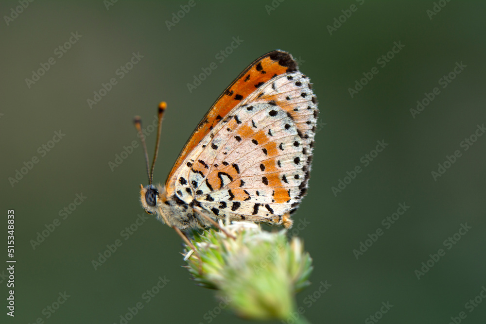 Macro shots, Beautiful nature scene. Closeup beautiful butterfly sitting on the flower in a summer garden. Macro shots, Beautiful nature scene. Closeup beautiful butterfly sitting on the flower in a summer garden.