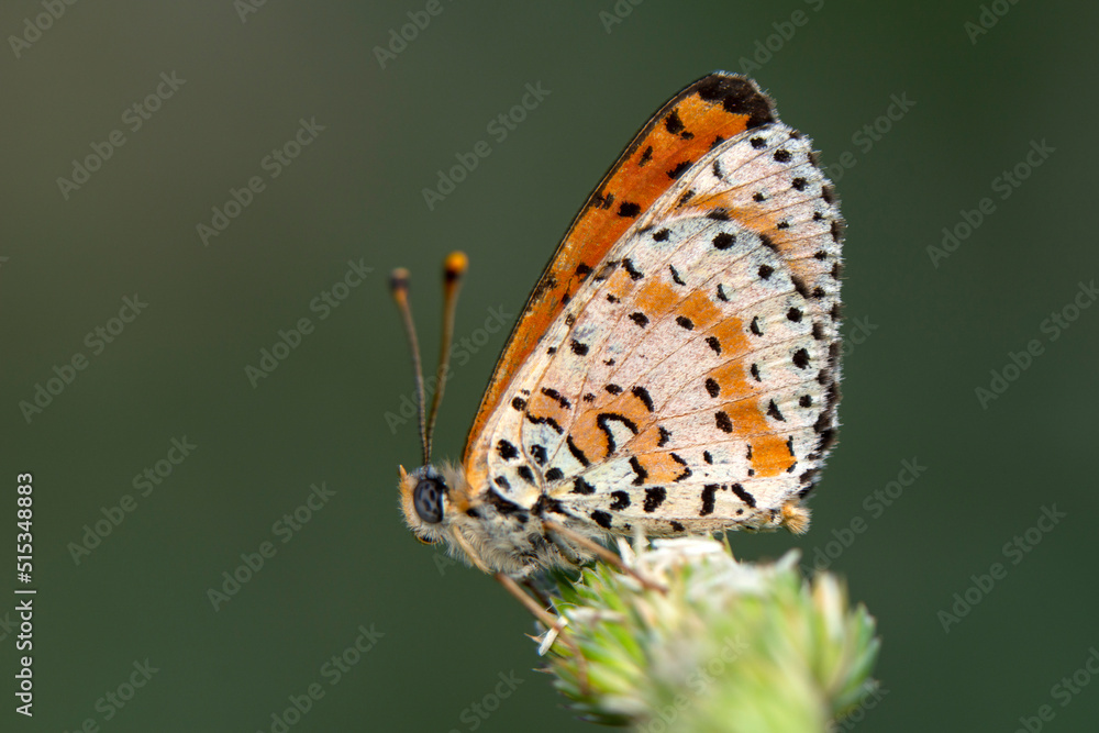 Obraz premium Macro shots, Beautiful nature scene. Closeup beautiful butterfly sitting on the flower in a summer garden.