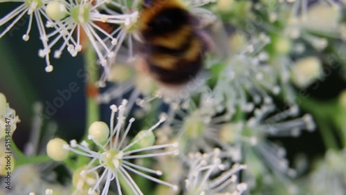 Honey bee on flowers. A bee in garden. A bee collects nectar from flowers